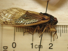 Magicicada tredecassini