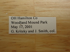 Magicicada tredecassini