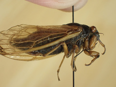 Magicicada tredecassini