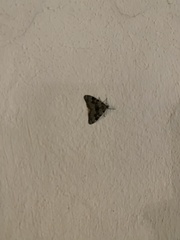 Nebula ibericata
