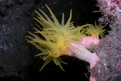 Cladopsammia gracilis