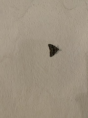 Nebula ibericata