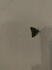 Nebula ibericata