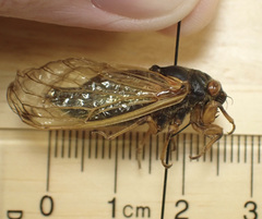 Magicicada tredecassini