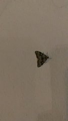 Nebula ibericata