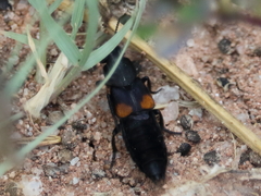 Platydracus fossator