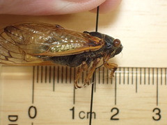 Magicicada tredecassini