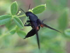 Platydracus fossator