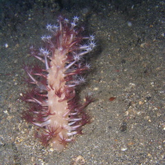Veretillum
