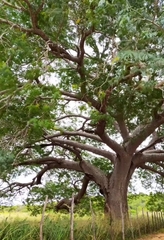 Enterolobium timbouva