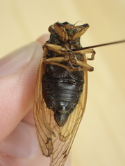 Magicicada tredecassini