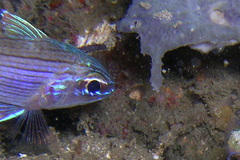 Ostorhinchus multilineatus