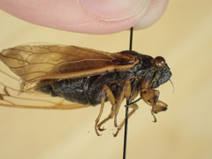 Magicicada tredecassini