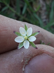 Spergula ramosa