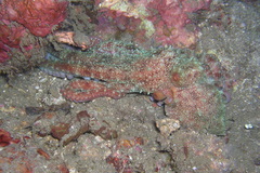 Callistoctopus luteus