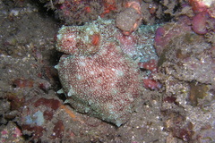 Callistoctopus luteus