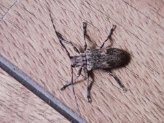 Hesychotypa subfasciata