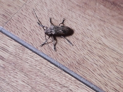 Hesychotypa subfasciata