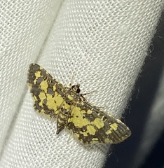 Eurrhyparodes bracteolalis