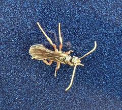 Poneracantha triangularis