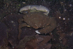 Lauridromia dehaani