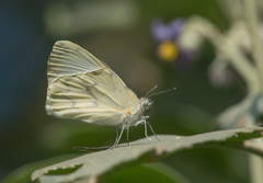 Hesperocharis anguitia