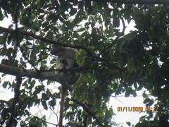 Piliocolobus parmentieri