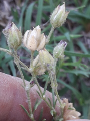 Spergula ramosa