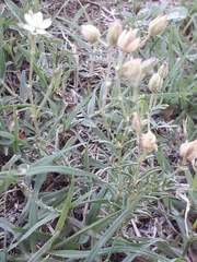 Spergula ramosa