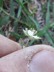 Spergula ramosa