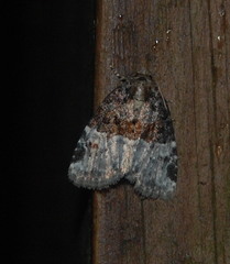 Neoligia crytora
