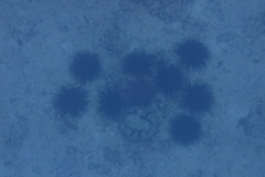 Stomopneustes variolaris