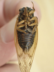 Magicicada tredecula