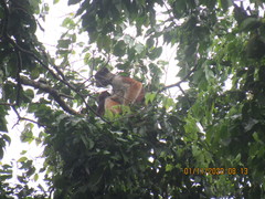 Piliocolobus parmentieri
