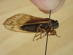 Magicicada tredecula