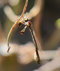 Leptopteromyia americana