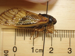 Magicicada tredecula