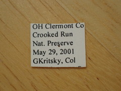 Magicicada tredecula