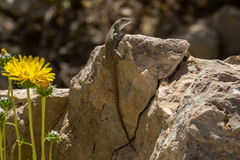 Liolaemus austromendocinus