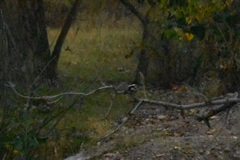 Chloroceryle americana