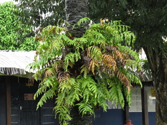 Phlebodium decumanum