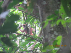 Piliocolobus parmentieri