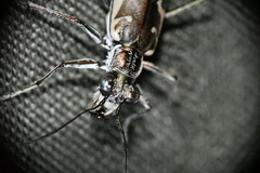 Ellipsoptera sperata