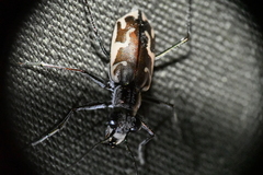 Ellipsoptera sperata