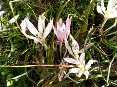Colchicum chimonanthum