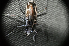 Ellipsoptera sperata