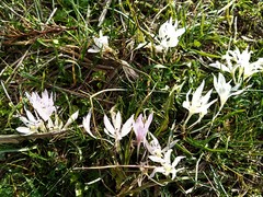 Colchicum chimonanthum