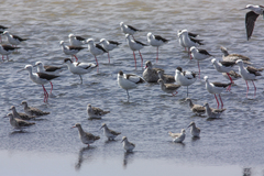 Calidris pugnax