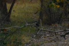 Chloroceryle americana