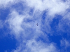 Pteropus seychellensis seychellensis